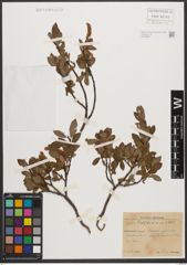 Foto von Salix waldsteiniana Willd.